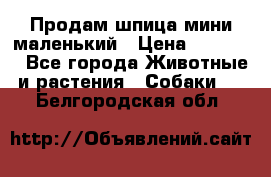 Продам шпица мини маленький › Цена ­ 15 000 - Все города Животные и растения » Собаки   . Белгородская обл.